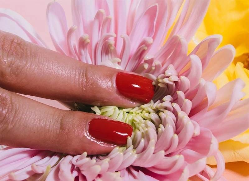 woman touching a pink daisy with her two fingers